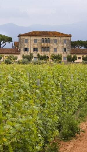 &ldquo;Chardonnay du Monde&rdquo;, nella &ldquo;Top 10&rdquo; del concorso enologico c&rsquo;&egrave; l&rsquo;Italia con Casale del Giglio