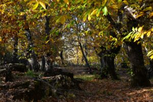 Nel giorno delle foreste Slow Food rilancia: &ldquo;ripartiamo dai castagneti per salvare le Terre Alte&rdquo;