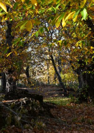 Nel giorno delle foreste Slow Food rilancia: &ldquo;ripartiamo dai castagneti per salvare le Terre Alte&rdquo;