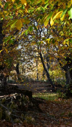Nel giorno delle foreste Slow Food rilancia: &ldquo;ripartiamo dai castagneti per salvare le Terre Alte&rdquo;