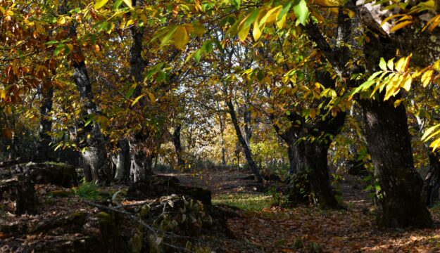 Nel giorno delle foreste Slow Food rilancia: &ldquo;ripartiamo dai castagneti per salvare le Terre Alte&rdquo;