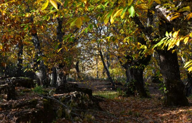 21 MARZO, CASTAGNETO, FORESTA, GIORNATA INTERNAZIONALE DELLE FORESTE, SLOW FOOD, Non Solo Vino