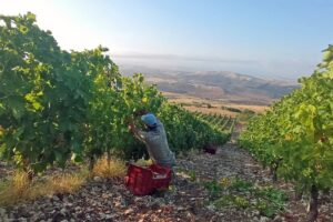 Il vino prodotto nei terreni confiscati alla mafia, il racconto del caso virtuoso di Centopassi