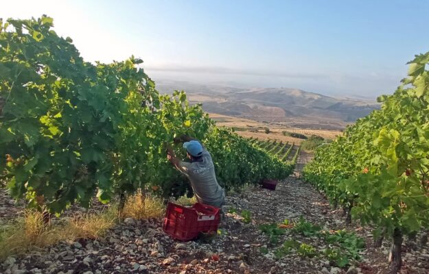 Il vino prodotto nei terreni confiscati alla mafia, il racconto del caso virtuoso di Centopassi