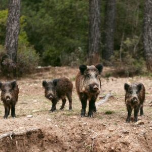 Fauna selvatica, il Tar del Lazio blocca il Piano straordinario per la gestione del Ministero