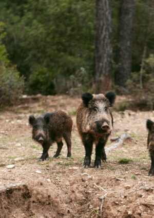 Fauna selvatica, il Tar del Lazio blocca il Piano straordinario per la gestione del Ministero