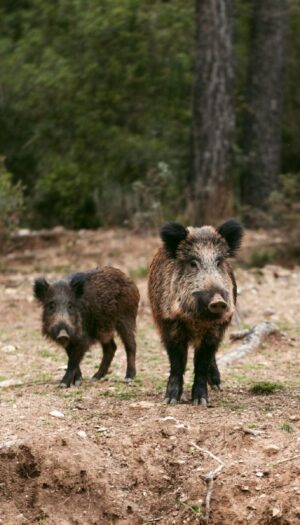 Fauna selvatica, il Tar del Lazio blocca il Piano straordinario per la gestione del Ministero