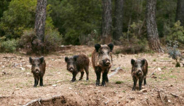 Fauna selvatica, il Tar del Lazio blocca il Piano straordinario per la gestione del Ministero