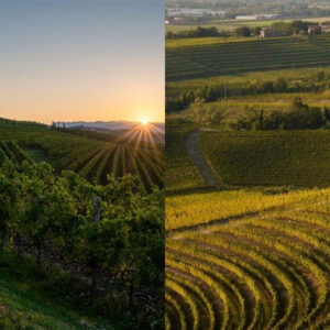 I Consorzi Collio e Colli Orientali del Friuli si uniscono in un&rsquo;Ati per la promozione reciproca