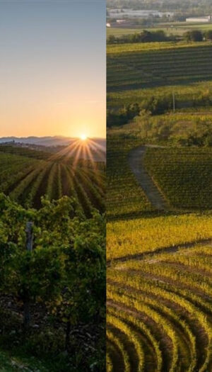 I Consorzi Collio e Colli Orientali del Friuli si uniscono in un&rsquo;Ati per la promozione reciproca