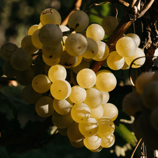 Nas-Cëtta, il vino bianco delle Langhe del Barolo (ph: Facebook/Associazione Nas-cetta di Novello) 