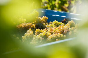 Climate change, la Nuova Zelanda alle prese con la vendemmia (2026) pi&ugrave; precoce di sempre