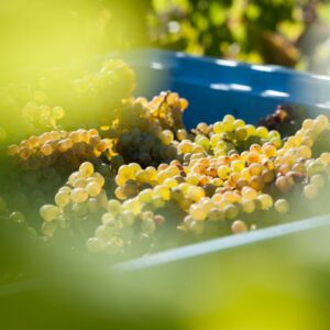 Climate change, la Nuova Zelanda alle prese con la vendemmia (2026) pi&ugrave; precoce di sempre