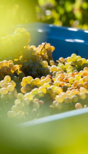 Climate change, la Nuova Zelanda alle prese con la vendemmia (2026) pi&ugrave; precoce di sempre