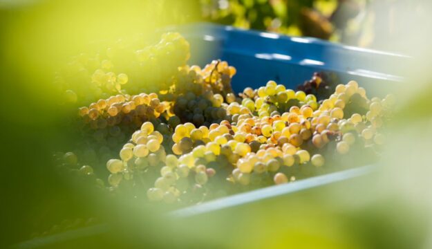 Climate change, la Nuova Zelanda alle prese con la vendemmia (2026) pi&ugrave; precoce di sempre