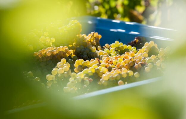 ARGENTINA, CAMBIAMENTO CLIMATICO, EMISFERO AUSTRALE, NEW ZEALAND WINEGROWERS, NUOVA ZELANDA, VENDEMMIA, Mondo