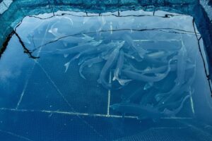 In Italia solo il 14% del pesce che mangiamo &egrave; di produzione nazionale: il resto &egrave; importato&nbsp;