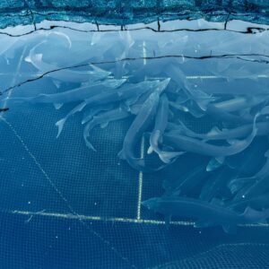 In Italia solo il 14% del pesce che mangiamo &egrave; di produzione nazionale: il resto &egrave; importato&nbsp;