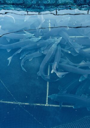 In Italia solo il 14% del pesce che mangiamo &egrave; di produzione nazionale: il resto &egrave; importato&nbsp;