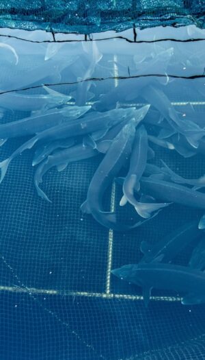 In Italia solo il 14% del pesce che mangiamo &egrave; di produzione nazionale: il resto &egrave; importato&nbsp;