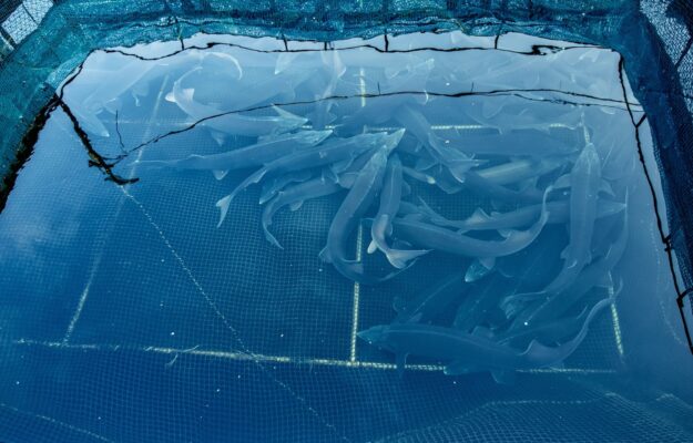 ACQUACOLTURA, ASSOCIAZIONE PISCICOLTORI ITALIANI, Confagricoltura, Pescicoltura, Non Solo Vino