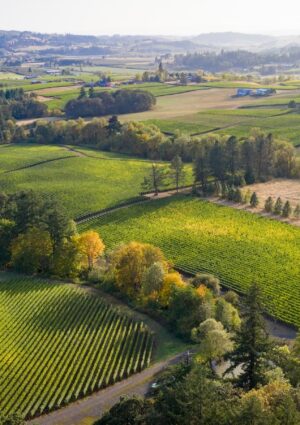 Roco Winery, l&rsquo;azienda di Herita Usa (famiglia Marzotto), acquisisce i vigneti di Domaine Lumineux&nbsp;