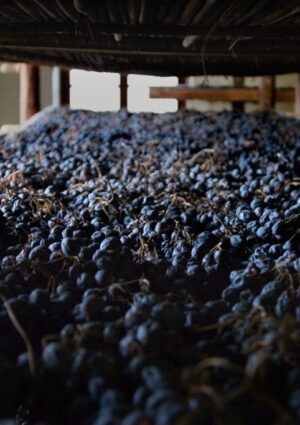 Il rito della messa a riposo delle uve della Valpolicella candidato a Patrimonio Immateriale Unesco&nbsp;