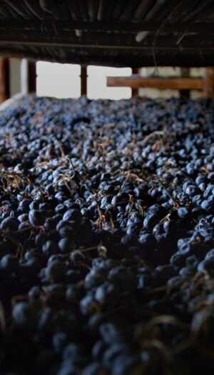 Il rito della messa a riposo delle uve della Valpolicella candidato a Patrimonio Immateriale Unesco&nbsp;
