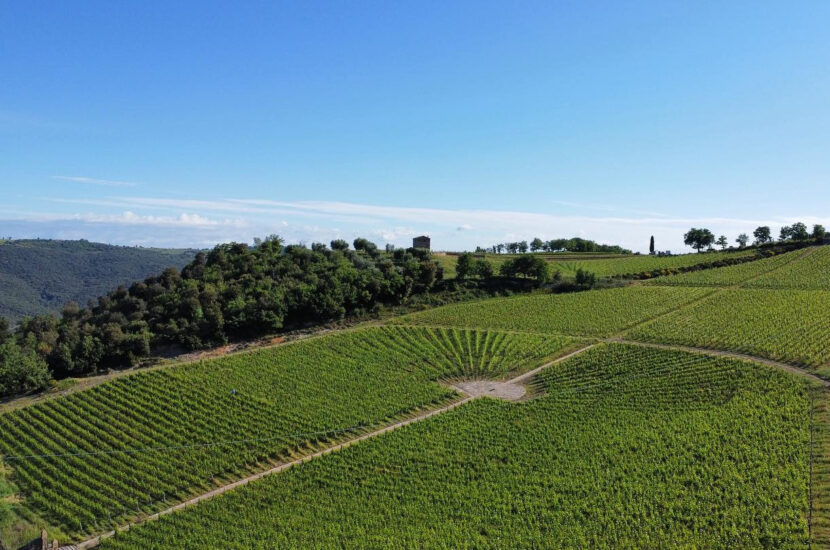 Le vigne di Podere Forte