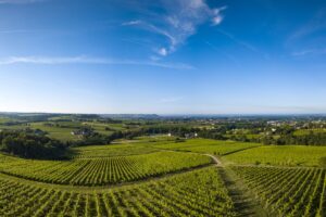 Francia, piano estirpazione vigneti: il 28% saranno sradicati nella Gironda, in primis a Bordeaux