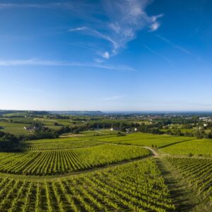 Francia, piano estirpazione vigneti: il 28% saranno sradicati nella Gironda, in primis a Bordeaux