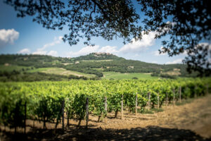 L&rsquo;agricoltura &ldquo;rigenerativa&rdquo; in vigna, con il progetto &ldquo;Rigenerare per crescere&rdquo; di Bayer