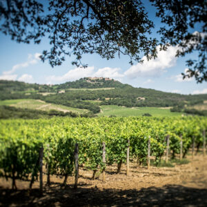 L&rsquo;agricoltura &ldquo;rigenerativa&rdquo; in vigna, con il progetto &ldquo;Rigenerare per crescere&rdquo; di Bayer