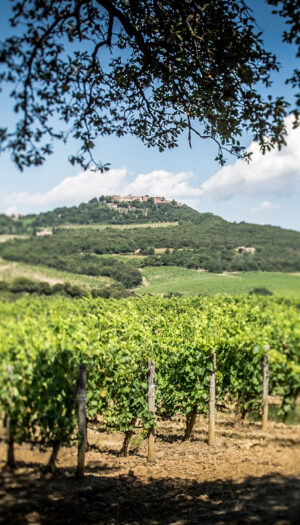 L&rsquo;agricoltura &ldquo;rigenerativa&rdquo; in vigna, con il progetto &ldquo;Rigenerare per crescere&rdquo; di Bayer