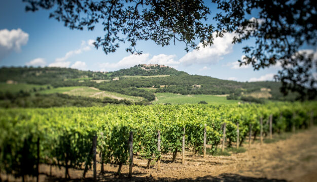 L&rsquo;agricoltura &ldquo;rigenerativa&rdquo; in vigna, con il progetto &ldquo;Rigenerare per crescere&rdquo; di Bayer