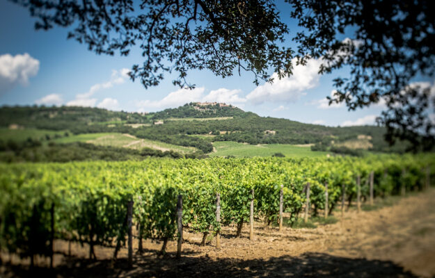 Regenerative agriculture in vineyard with project Regenerate to grow by Bayer