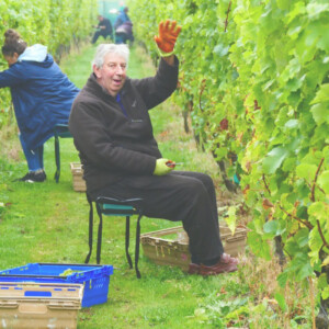 Regno Unito, crescita quantitativa e qualitativa senza precedenti per la viticoltura britannica