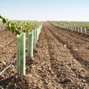 Nuovi impianti di vigneti: prorogata al 17 aprile 2026 la scadenza per presentare le domande