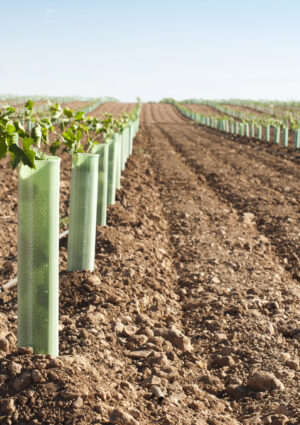 Nuovi impianti di vigneti: prorogata al 17 aprile 2026 la scadenza per presentare le domande