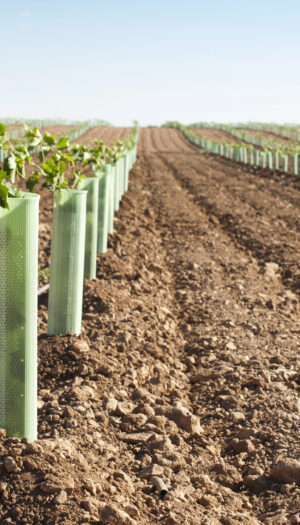 Nuovi impianti di vigneti: prorogata al 17 aprile 2026 la scadenza per presentare le domande