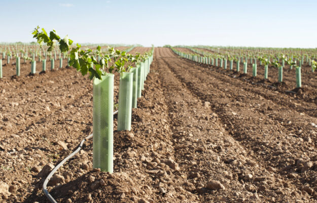 MINISTERO DELL'AGRICOLTURA, NUOVI IMPIANTI, vino, VITICOLTURA, Italia