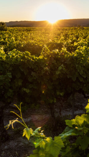 Pianificazione del territorio con gli Odg e lavoro agricolo nel climate change: novit&agrave; dalla Francia