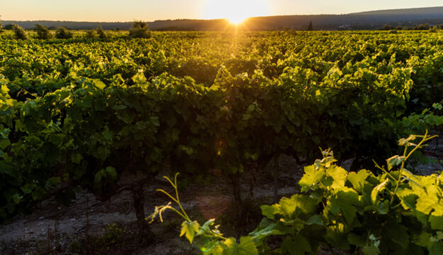 Pianificazione del territorio con gli Odg e lavoro agricolo nel climate change: novit&agrave; dalla Francia