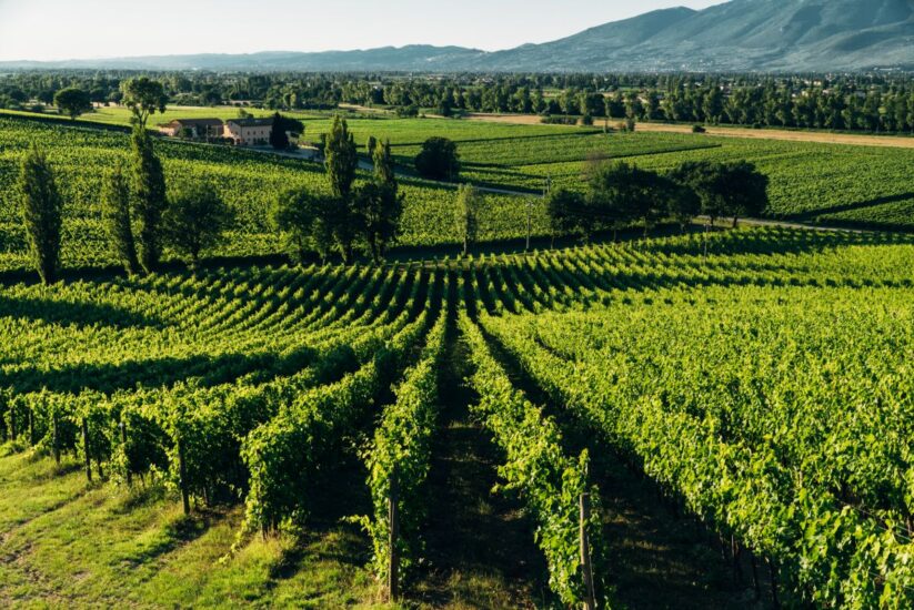 I vigneti della La Arnaldo Caprai, cantina simbolo di Montefalco