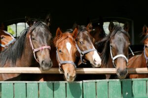 In Italia 180 cavalli positivi al doping di cui il 10% risulta destinato alla produzione alimentare