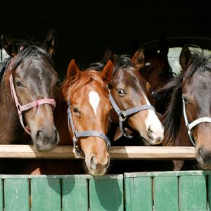 In Italia 180 cavalli positivi al doping di cui il 10% risulta destinato alla produzione alimentare