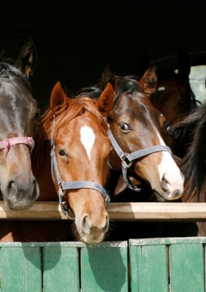 In Italia 180 cavalli positivi al doping di cui il 10% risulta destinato alla produzione alimentare