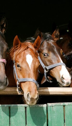 In Italia 180 cavalli positivi al doping di cui il 10% risulta destinato alla produzione alimentare