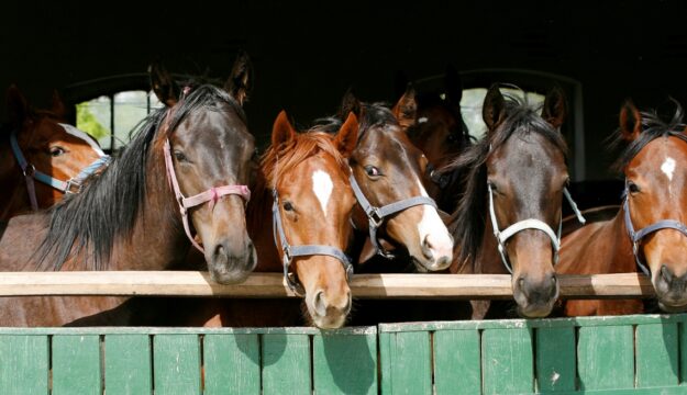 In Italia 180 cavalli positivi al doping di cui il 10% risulta destinato alla produzione alimentare