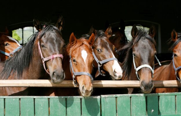 ANIMAL EQUITY ITALIA, CAVALLI, DOPING, MACELLAZIONE, Non Solo Vino